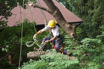 How to Choose a Tree Care Service