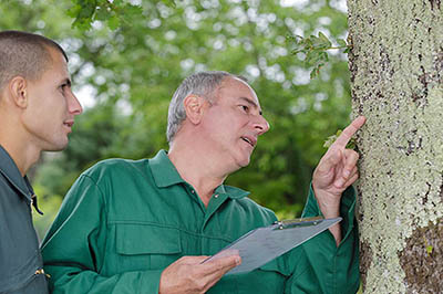 How to Tell If Your Trees Need TLC