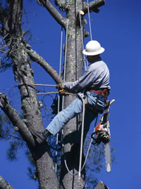 Tree Care