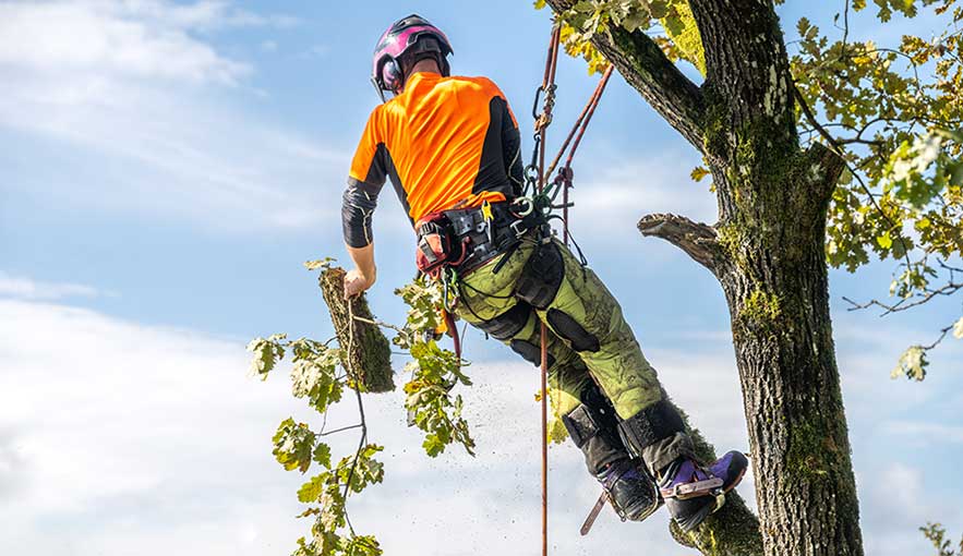 Tree Care Services image