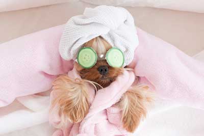 Dog Groomers