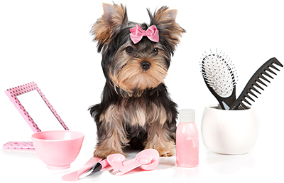 Dog Groomers