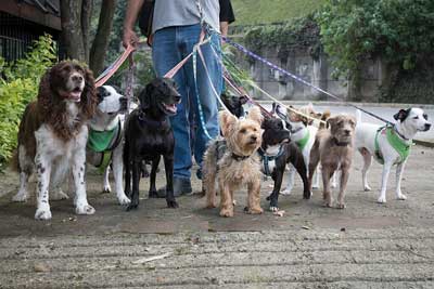 Dog Walkers