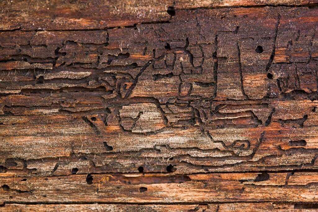 termite termites checkbook
