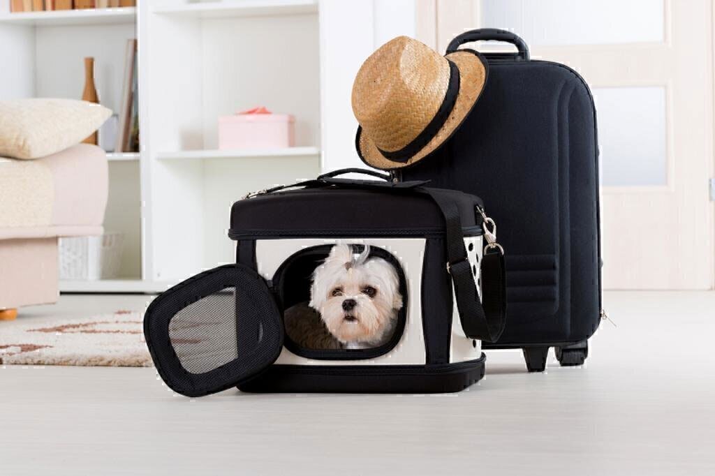 Tips for Traveling with a Pet National