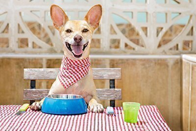 Finding Best in Show Kennels