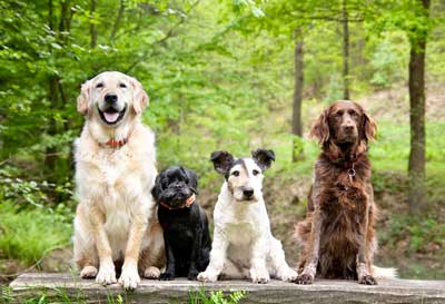 Options for Caring for Your Pet While You’re Away