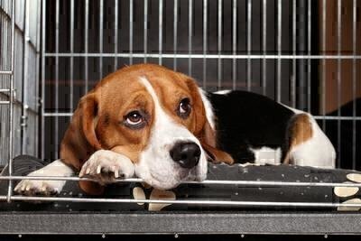 Ruff Decisions: Animal Housing Options While You’re Away image