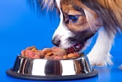 Pet Food Prices