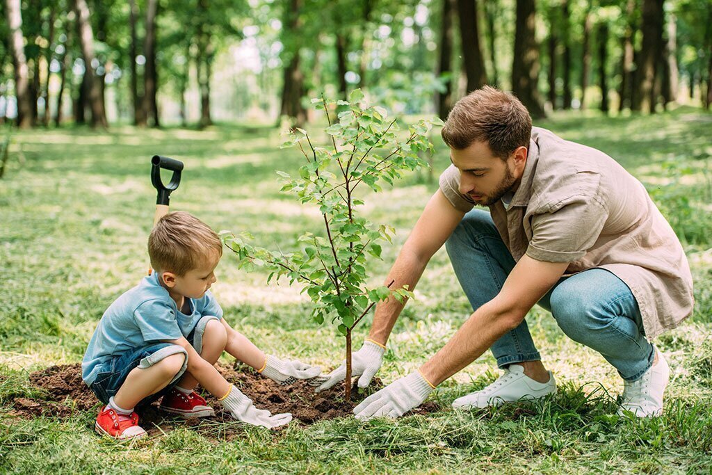 IV. Essential Steps for Caring for Fruit Trees