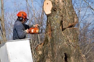 Tree Care Services