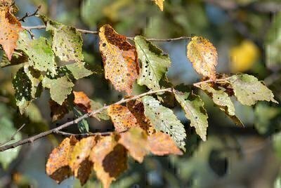 How to Tell If Your Trees Need TLC image