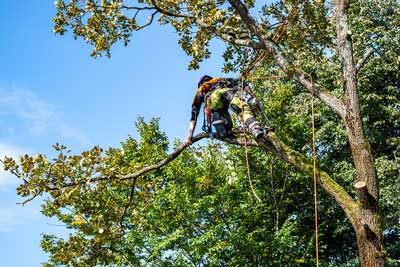 How to Choose a Tree Care Service image
