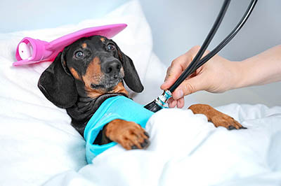 Signs that Your Pet Might Need a Vet image