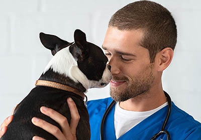 How to Find the Best Vet for Your Pet image