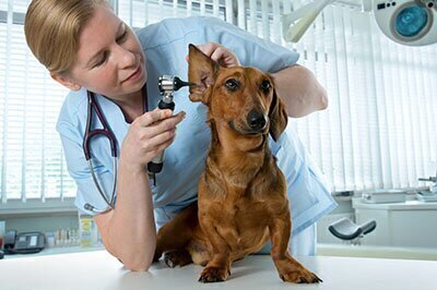 Veterinarians